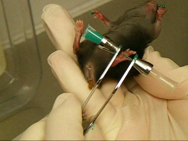 Rodent Tattoo